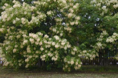Griffith 'in külleri (Fraxinus Griffithii) çiçekler. Oleaceae her zaman yeşil ağaç.