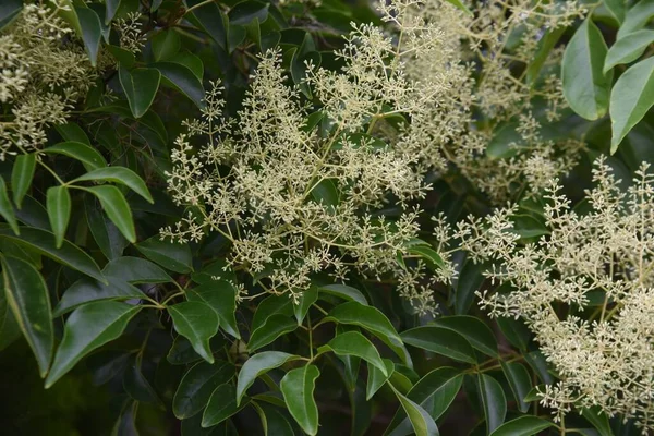 Griffith Külleri Fraxinus Griffithii Çiçekler Oleaceae Her Zaman Yeşil Ağaç — Stok fotoğraf