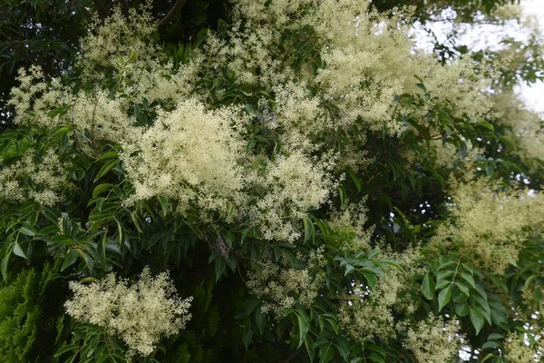 Fleurs Frêne Fraxinus Griffithii Griffith Oleaceae Arbre Feuilles Persistantes — Photo