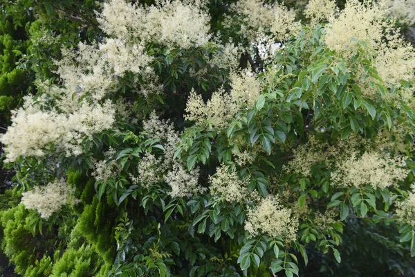 Cinza Griffith Fraxinus Griffithii Flores Oleaceae Árvore Perene — Fotografia de Stock