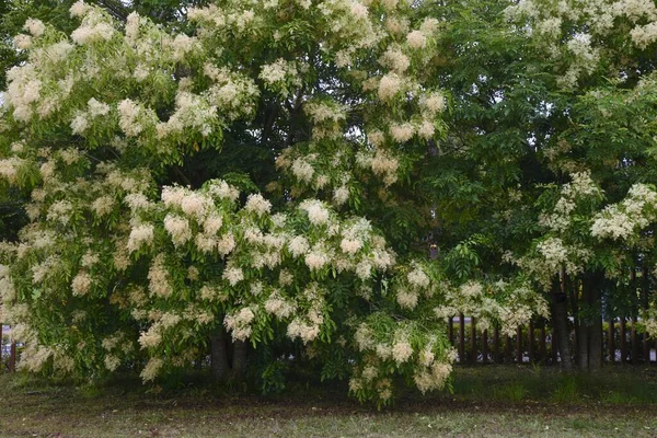 Griffith Külleri Fraxinus Griffithii Çiçekler Oleaceae Her Zaman Yeşil Ağaç — Stok fotoğraf