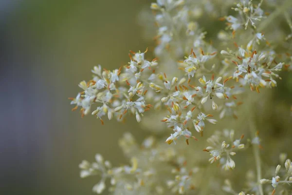 Στάχτη Του Griffith Fraxinus Griffithii Λουλούδια Ελαιοειδή Αειθαλές Δέντρο — Φωτογραφία Αρχείου