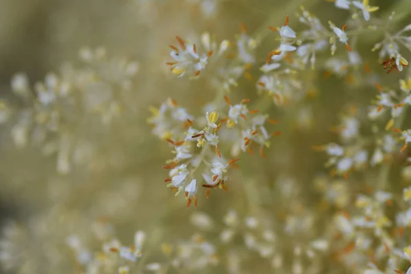 Kwiaty Popiołu Griffitha Fraxinus Griffithii Oleaceae Wiecznie Zielone Drzewo — Zdjęcie stockowe