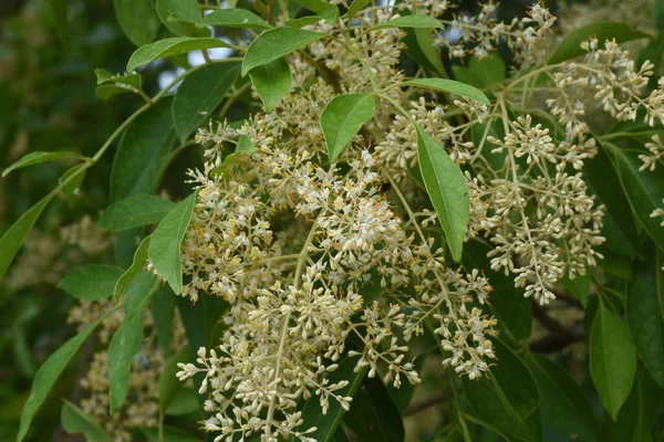 Fleurs Frêne Fraxinus Griffithii Griffith Oleaceae Arbre Feuilles Persistantes — Photo