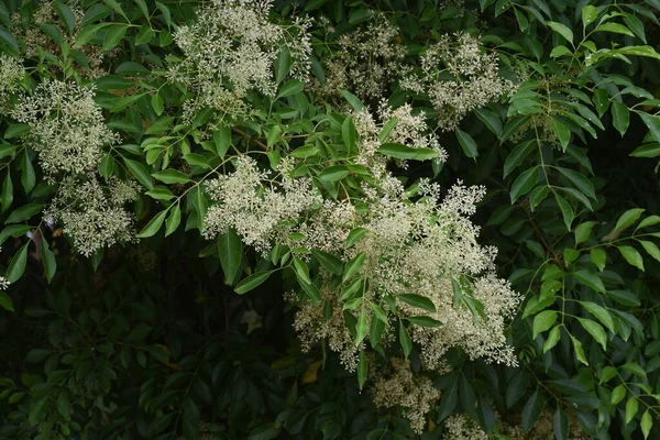 Попіл Гріффіта Fraxinus Griffithii Квітка Oleaceae Evergreen Tree — стокове фото