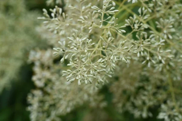 Griffith Ash Fraxinus Griffithii Flowers Oleaceae Evergreen Tree — Stock Photo, Image