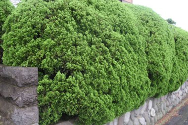 Juniperus çiti. Cupressaceae her zaman yeşil kozalaklı.
