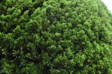 Juniperus çiti. Cupressaceae her zaman yeşil kozalaklı.