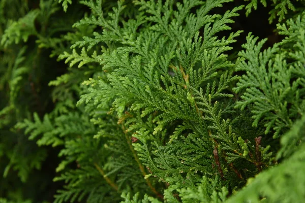 Wacholderhecke Cupressaceae Immergrüne Nadelbäume — Stockfoto