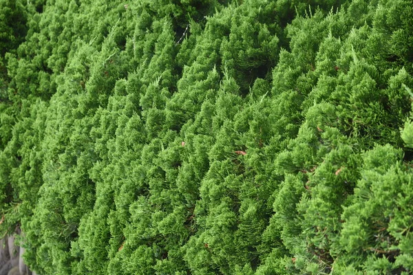 Juniperus Häck Cupressaceae Evergreen Barifer — Stockfoto