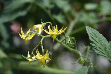 Mutfak bahçesinde kiraz domatesleri yetiştiriyorum..