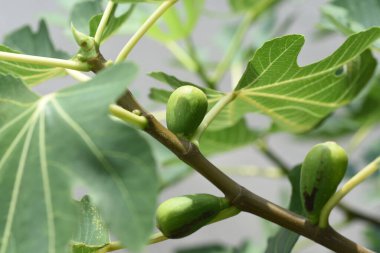  İncir ağacı. Moraceae yapraklı meyve ağacı.