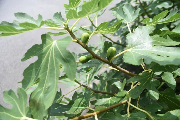 Ncir Ağacı Moraceae Yapraklı Meyve Ağacı — Stok fotoğraf