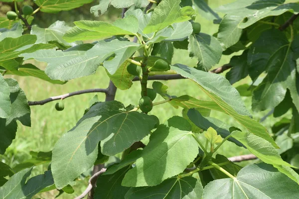 Fügefa Moraceae Lombhullató Gyümölcsfa — Stock Fotó