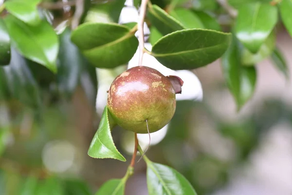 Плоды Камелии Японики Вечнозелёное Дерево — стоковое фото