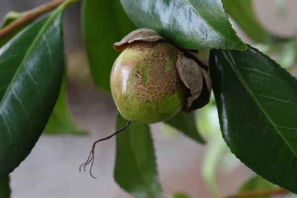 Kamelya Japonica Nın Meyveleri Theaceae Her Zaman Yeşil Ağaç — Stok fotoğraf