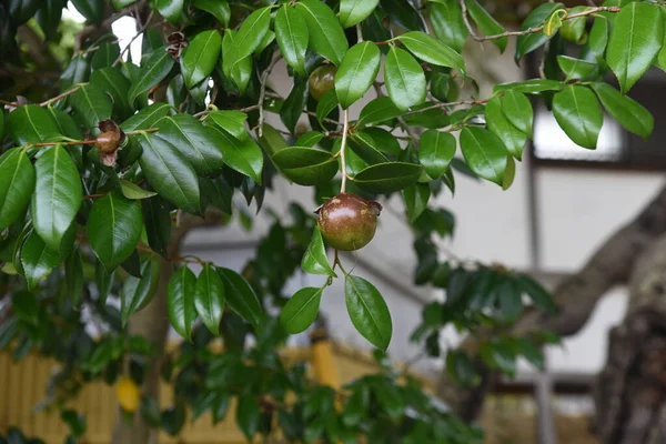 Frutos Camélia Japonica Theaceae Árvore Perene — Fotografia de Stock