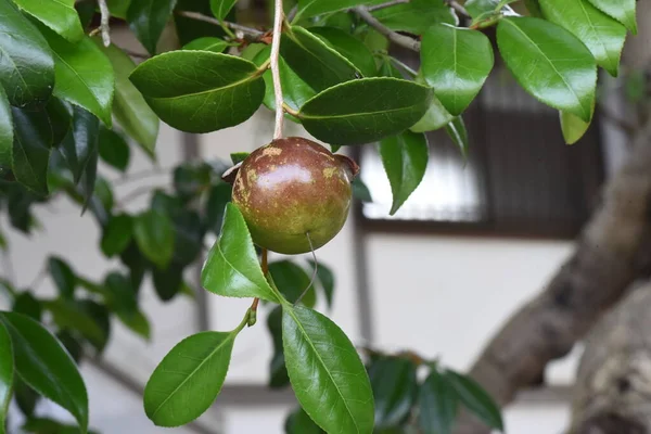 Плоды Камелии Японики Вечнозелёное Дерево — стоковое фото