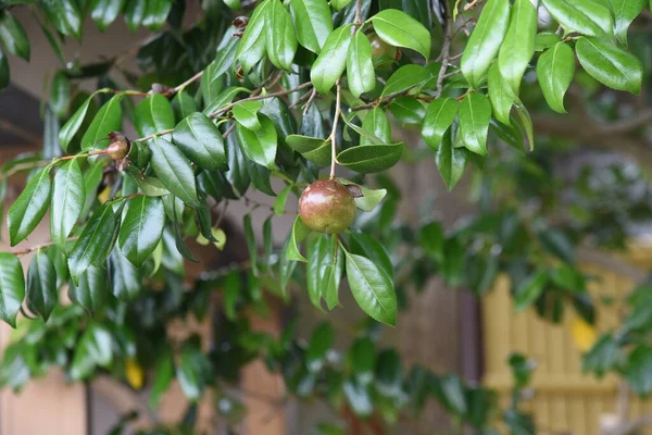 Die Früchte Der Camellia Japonica Immergrüner Theaceae Baum — Stockfoto