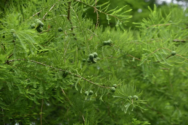 Cipreste Careca Uma Conífera Decídua Cupressaceae Que Cresce Zonas Húmidas — Fotografia de Stock