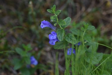 Scuterllaria strigillosa flowers. Lamiaceae perennial beach plants. clipart