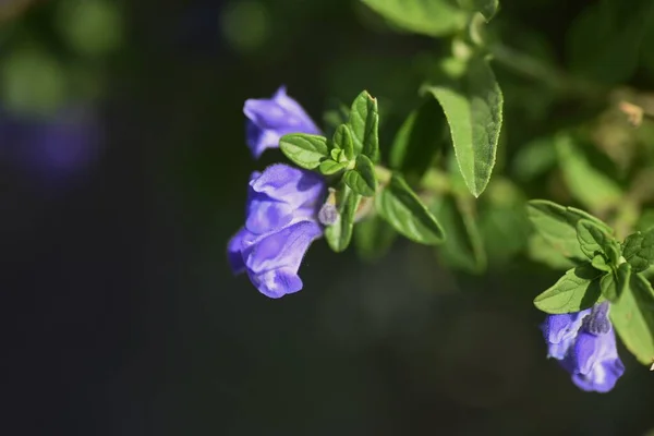 Scuterllaria strigillosa çiçekleri. Lamiaceae daimi plaj bitkileri.