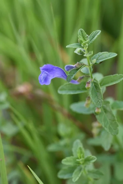 Scuterllaria Strigillosa Flores Lamiaceae Plantas Praia Perenes — Fotografia de Stock