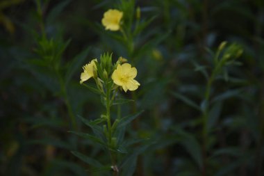  İyi akşamlar çuha çiçeği. Onagraceae otu ve yabani sebzeler tıbbi bitkiler.