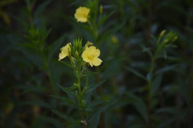  Evening primrose flowers. Onagraceae weed and wild vegetables medicinal plants. clipart