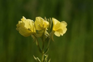  İyi akşamlar çuha çiçeği. Onagraceae otu ve yabani sebzeler tıbbi bitkiler.