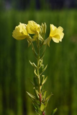  Evening primrose flowers. Onagraceae weed and wild vegetables medicinal plants. clipart