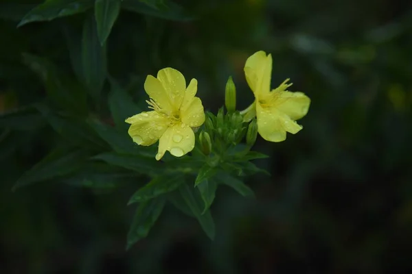 Evening Primrose Flowers Onagraceae Weed Wild Vegetables Medicinal Plants — Stock Photo, Image