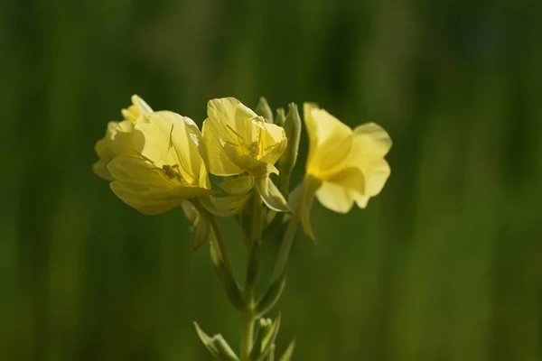 Flores Prímula Noite Onagraceae Plantas Daninhas Vegetais Silvestres Plantas Medicinais — Fotografia de Stock