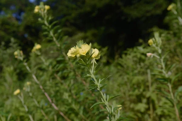 Esti Kankalinvirág Onagraceae Vadon Termő Zöldségek Gyógynövényei — Stock Fotó