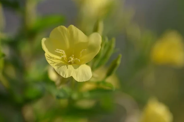 Wieczorne Kwiaty Onagraceae Chwasty Dzikie Warzywa Roślin Leczniczych — Zdjęcie stockowe