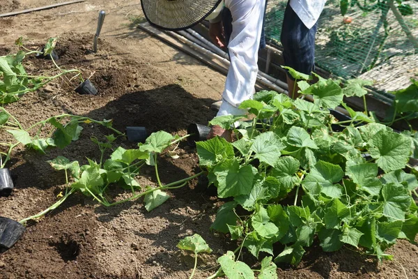 Mudas Pepino Plantando Cena Trabalho — Fotografia de Stock