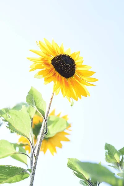 季節の背景素材 夏の花ひまわり — ストック写真