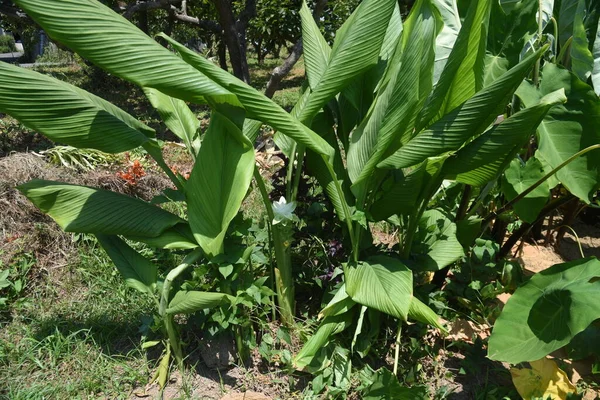 Zingiberaceae daimi bitkisi..