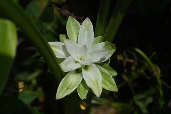 Cúrcuma Plantas Perenes Zingiberaceae — Fotografia de Stock