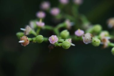 Fırça öldürücü çiçekler. Vitaceae asma otu.
