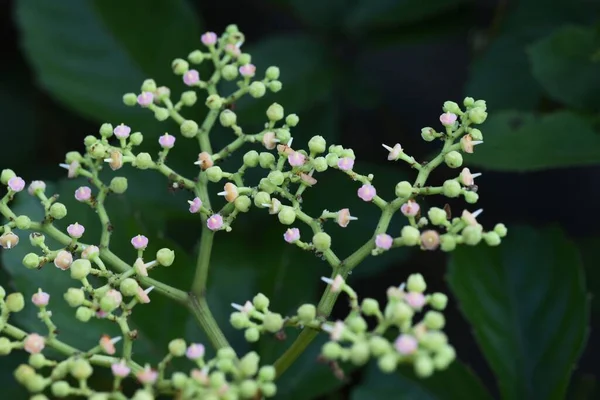 Blommor Från Bushkiller Vitaceae Vinranka Gräs — Stockfoto