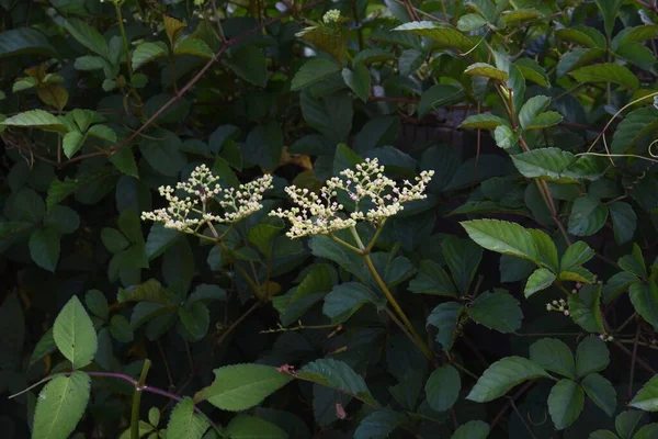 Бушубийственные Цветы Vitaceae Vine Weed — стоковое фото