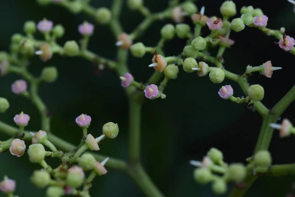 Flores Assassinas Vitaceae Erva Daninha Videira — Fotografia de Stock