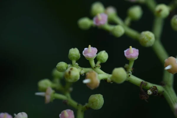 Flores Asesinas Vitaceae Hierba Vid —  Fotos de Stock