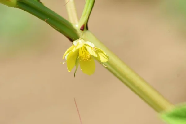 Flores Yute Nalta Malvaceae Planta Anual —  Fotos de Stock