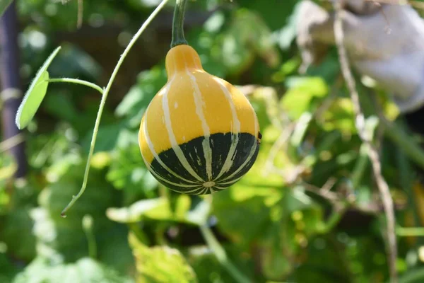 Summer squash (Cucurbita pepo) cultivation. Cucurbitaceae vine annual plant. Highly nutritious Cucurbita pepo seeds have long been used in medicine as herbs in Europe.