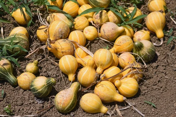 Summer squash (Cucurbita pepo) cultivation. Cucurbitaceae vine annual plant. Highly nutritious Cucurbita pepo seeds have long been used in medicine as herbs in Europe.