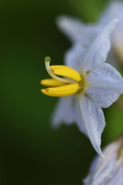 Carolina Horsenettle çiçekleri. Solananaceae daimi bitkisi.