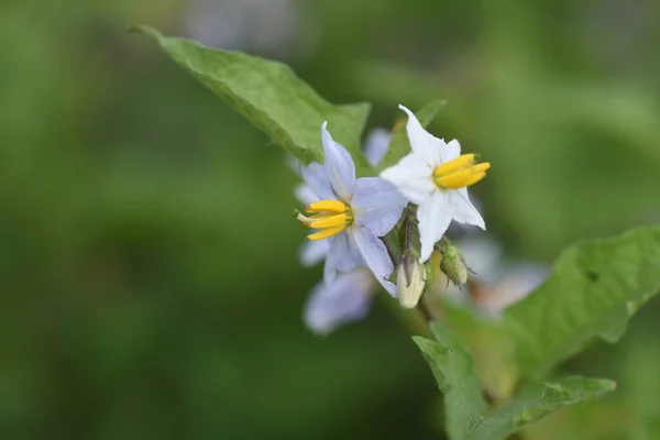 Carolina Horsenettle Flowers Solananaceae Planta Perenne —  Fotos de Stock