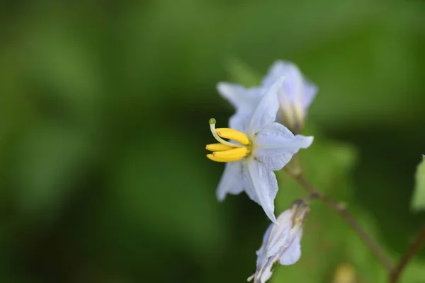 Carolina Horsenettle Flowers Solanaceae Celoroční Rostlina — Stock fotografie